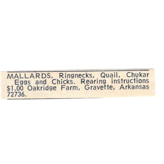 Oakridge Farm Mallards Gravette Arkansas 1977 Ad AF6-S9