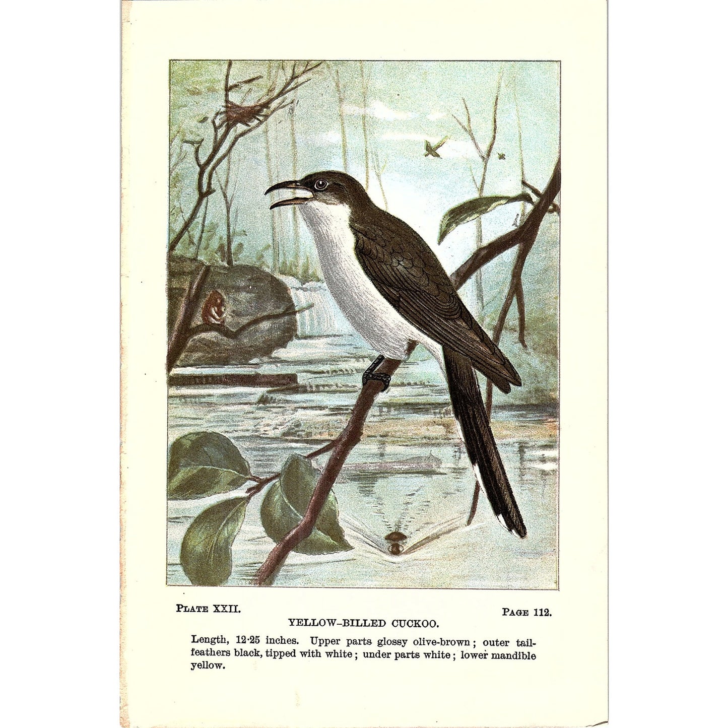 Yellow-Billed Cuckoo Bird 1901 Original Color Engraving Plate AF3-12