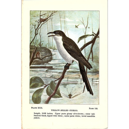 Yellow-Billed Cuckoo Bird 1901 Original Color Engraving Plate AF3-12
