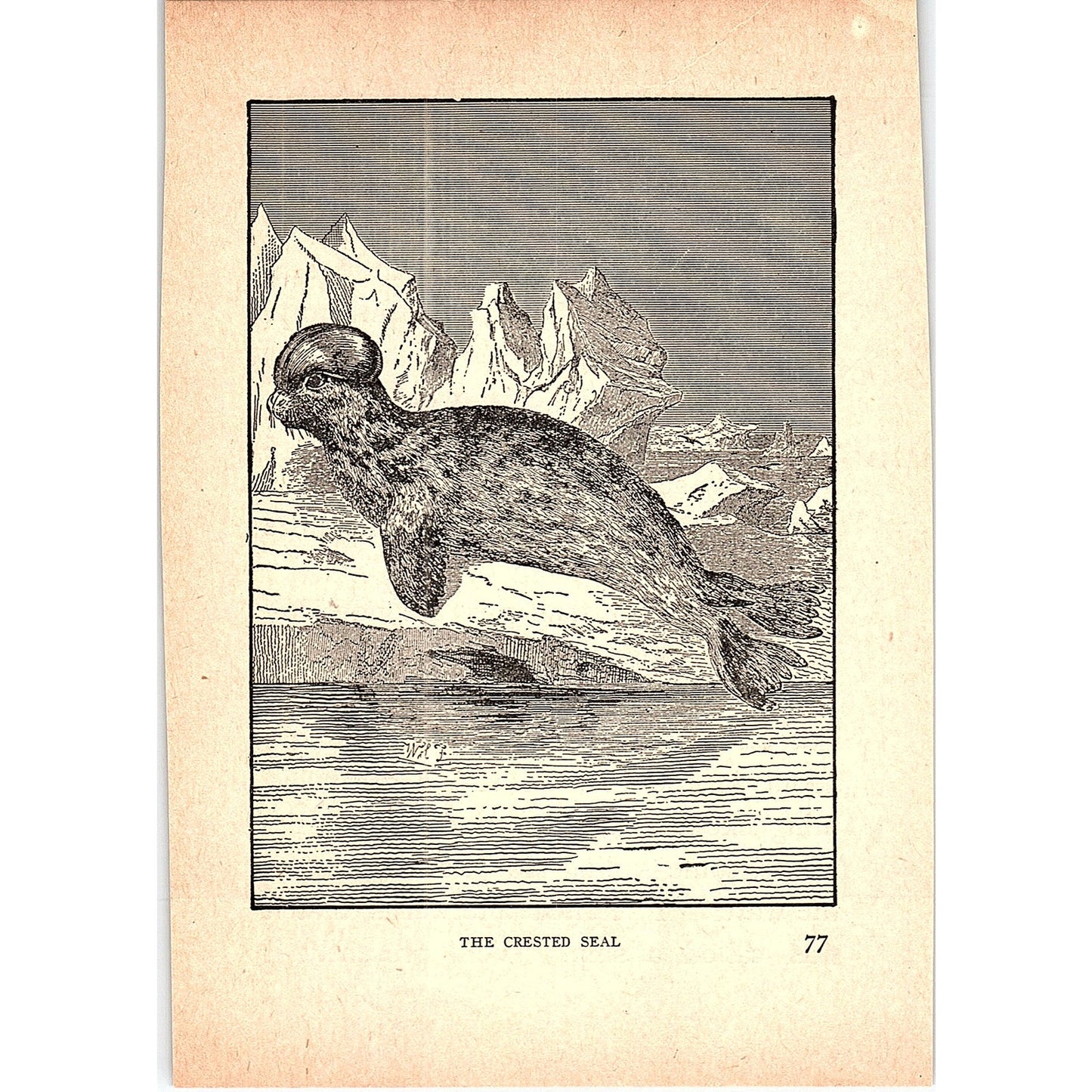 The Crested Seal 1902 Engraving Plate AF4-H4