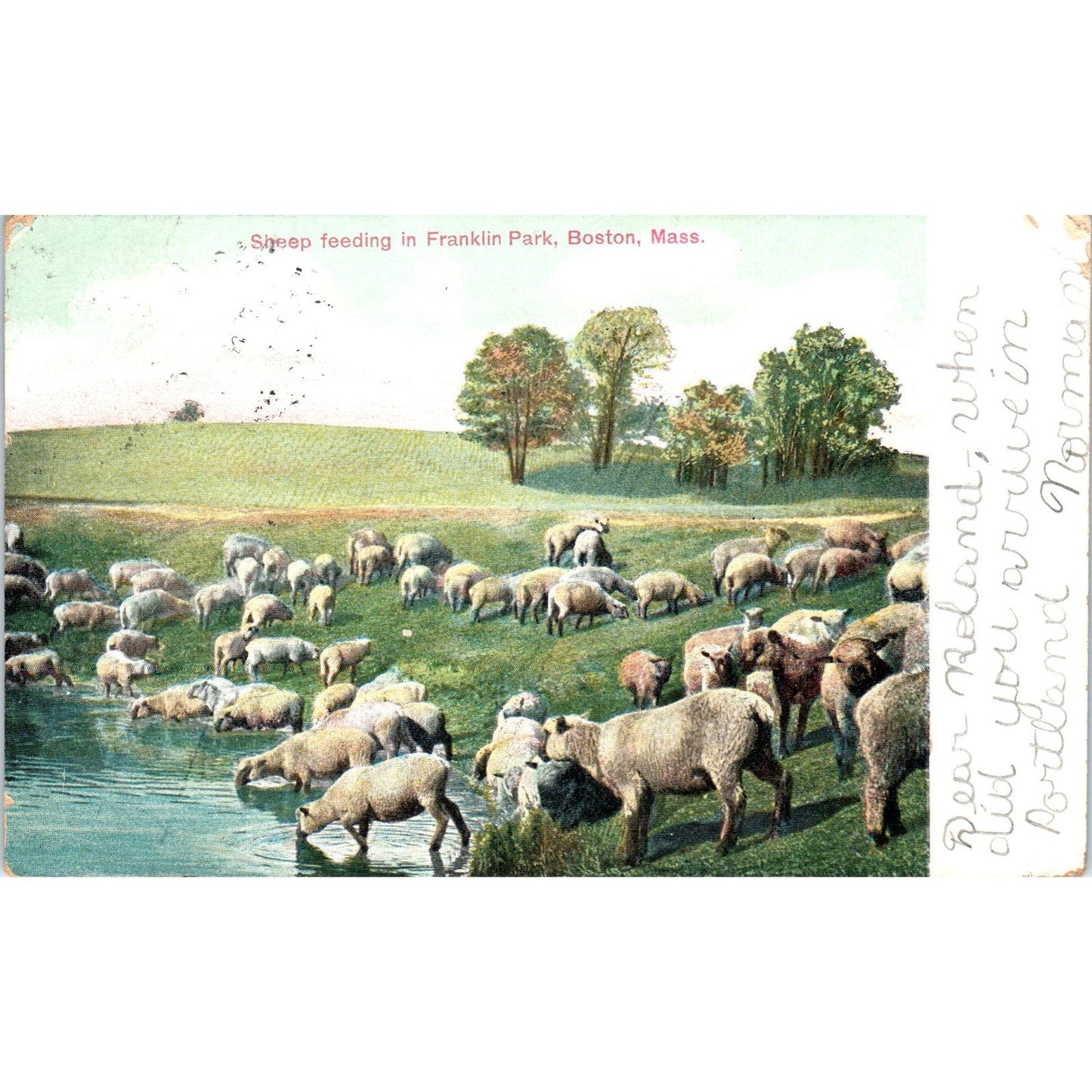 1907 Sheep Feeding in Franklin Park Boston MA Original Postcard PC9