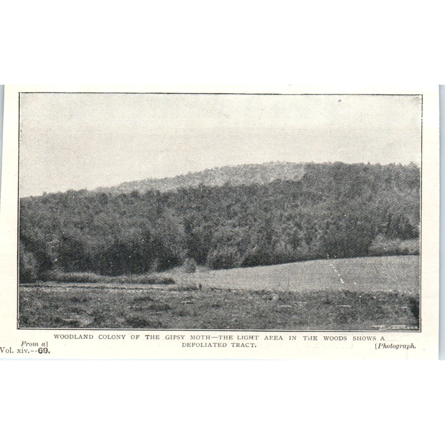 Gypsy Moth Woodland Colony Defoliated Tract 1897 Victorian Photo AE9-TS4