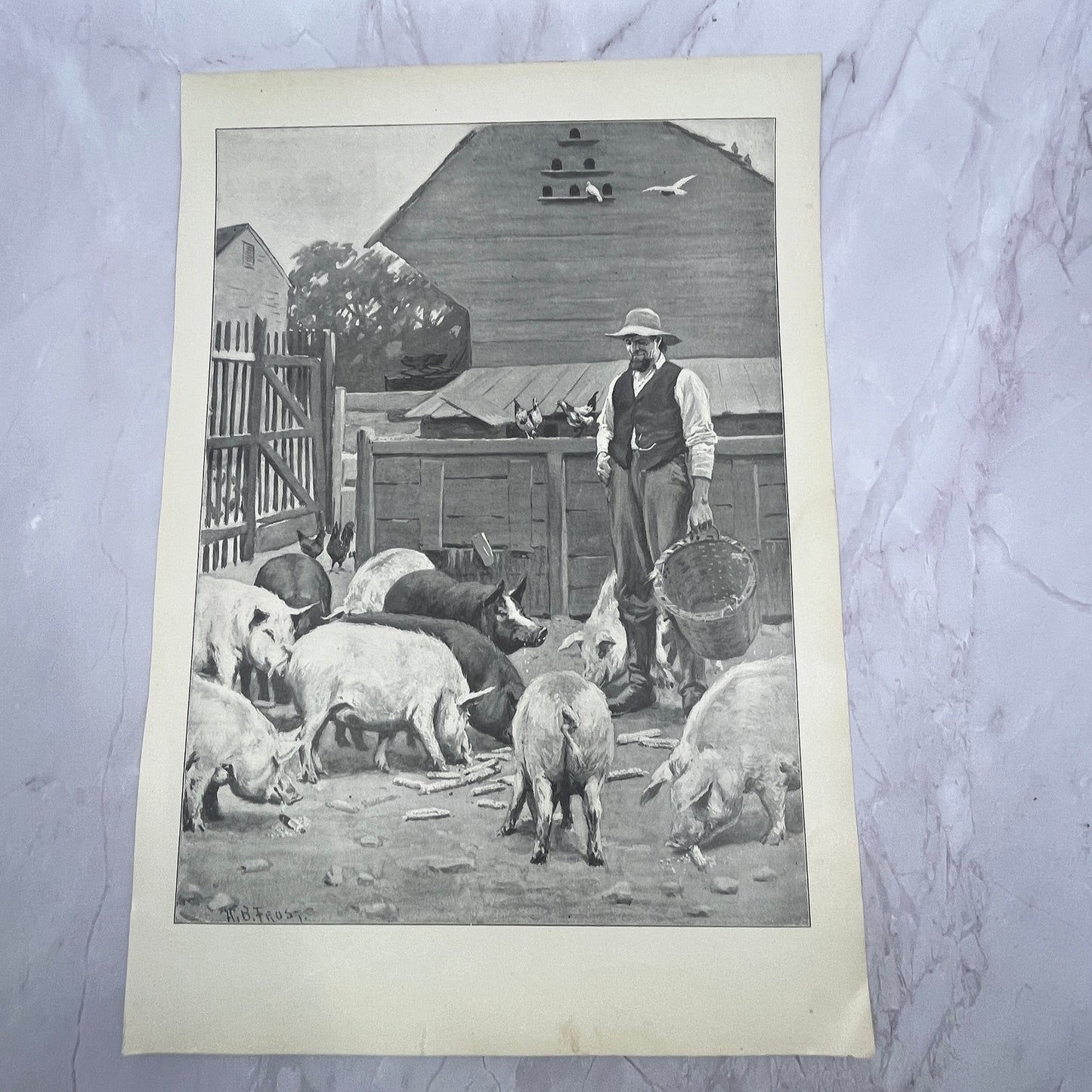 Pigs - Farmer Feeding Pigs - Original 1904 A.B. Frost Art Print V14-3