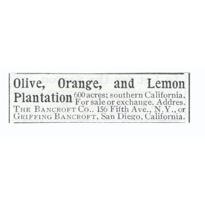Olive, Orange & Lemon Plantation Griffing Bancroft San Diego CA 1903 Ad AF7-SS3