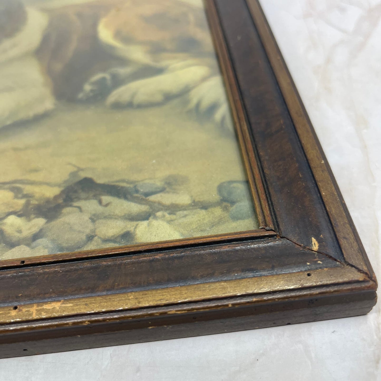1906 Framed Wall Art Print Arthur Elsley Girl Sleeping St Bernard Dog On Beach