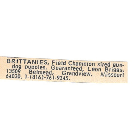 Leon Briggs Field Sired Brittany Spaniels Grandview Missouri 1977 Ad AF6-S5