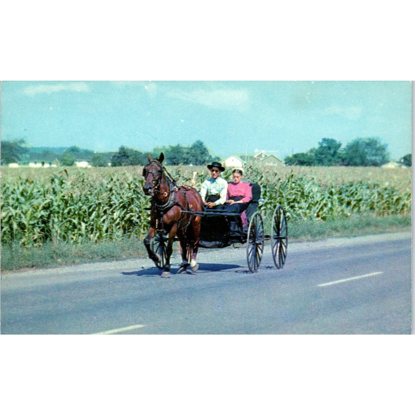 Young Couple in Amish Courting Buggy Pennsylvania Dutch Country Postcard PD8