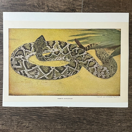 1907 Diamond Rattlesnake Doubleday, Page & Co Color 6x9 Art Print V2