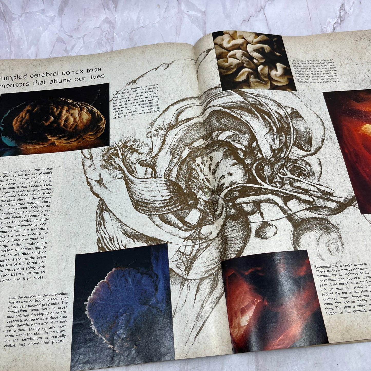 Life Magazine Oct 1, 1971 ~ The Brain, Attica Prison Riot, Erma Bombeck TK3