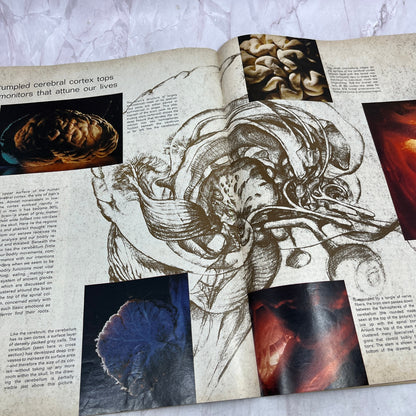 Life Magazine Oct 1, 1971 ~ The Brain, Attica Prison Riot, Erma Bombeck TK3