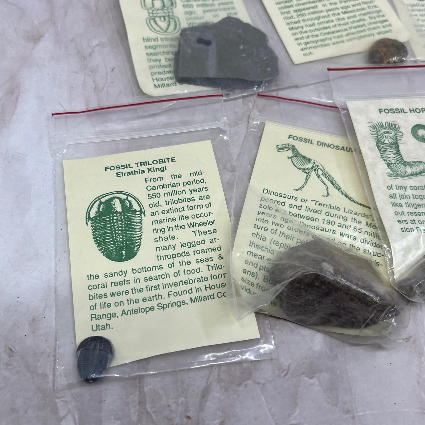 Set 11 Real Fossil Specimens w/ Identification Cards Pelecypod Dinosaur Bone TG7