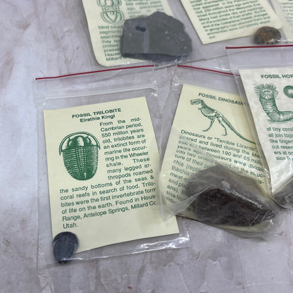Set 11 Real Fossil Specimens w/ Identification Cards Pelecypod Dinosaur Bone TG7
