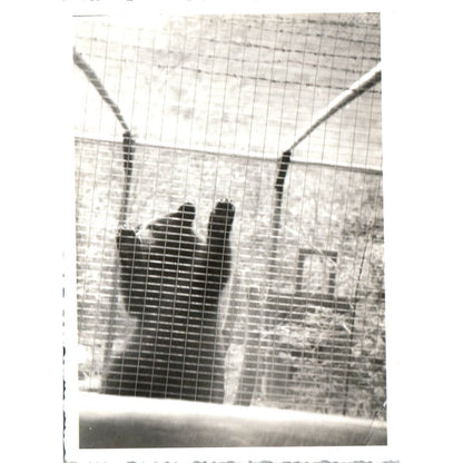 1920s Original Photo Black Bear Exhibit Willey House Crawford Notch NH 3x4" AE6