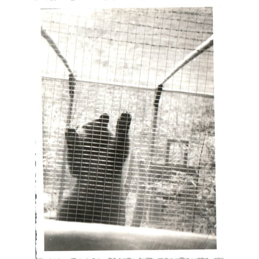 1920s Original Photo Black Bear Exhibit Willey House Crawford Notch NH 3x4" AE6