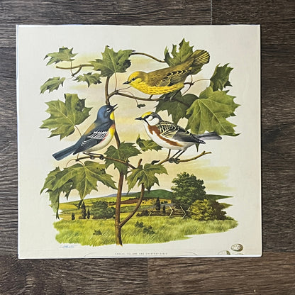 Retro Kitsch Parula, Yellow and Chestnut Sided Warbler 8x8 Art Print V2