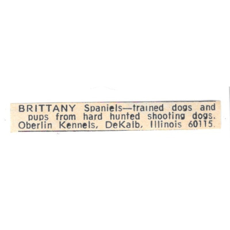 Oberlin Kennels Brittany Spaniels DeKalb IL 1977 Ad AF6-S6