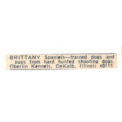 Oberlin Kennels Brittany Spaniels DeKalb IL 1977 Ad AF6-S6
