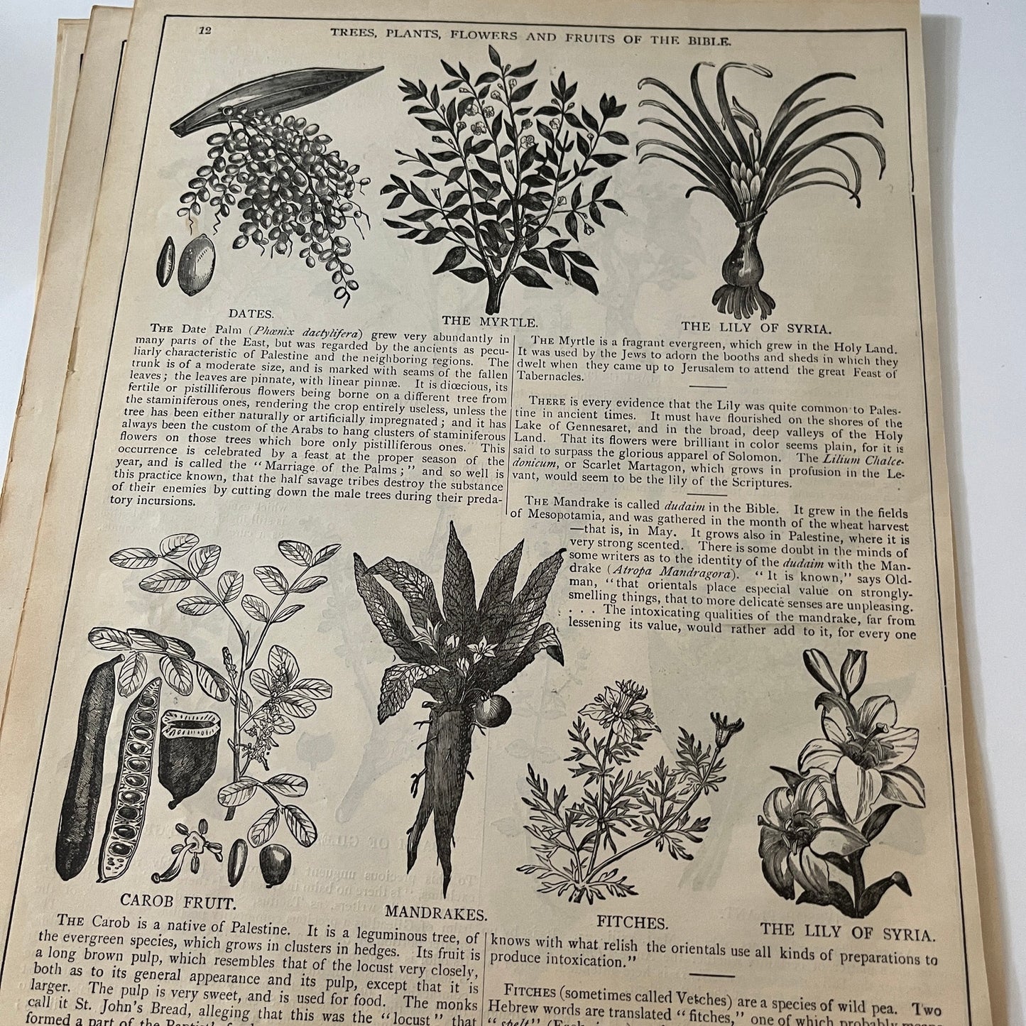 Natural History of the Bible Animals Birds Trees Plants 1892 Book Engravings TK2