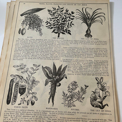 Natural History of the Bible Animals Birds Trees Plants 1892 Book Engravings TK2