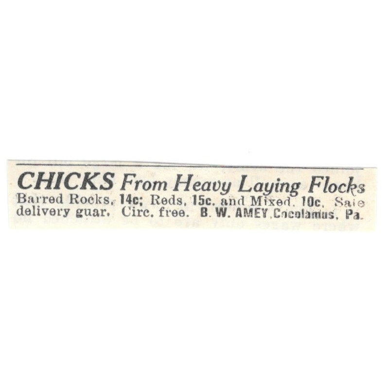 B.W. Amey Chicks Cocolamus PA 1924 Ad AG3-S9