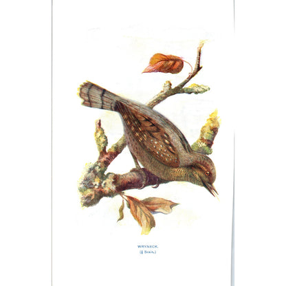 Wryneck Bird 1903 Original Color Engraving Plate Print AD8-B3