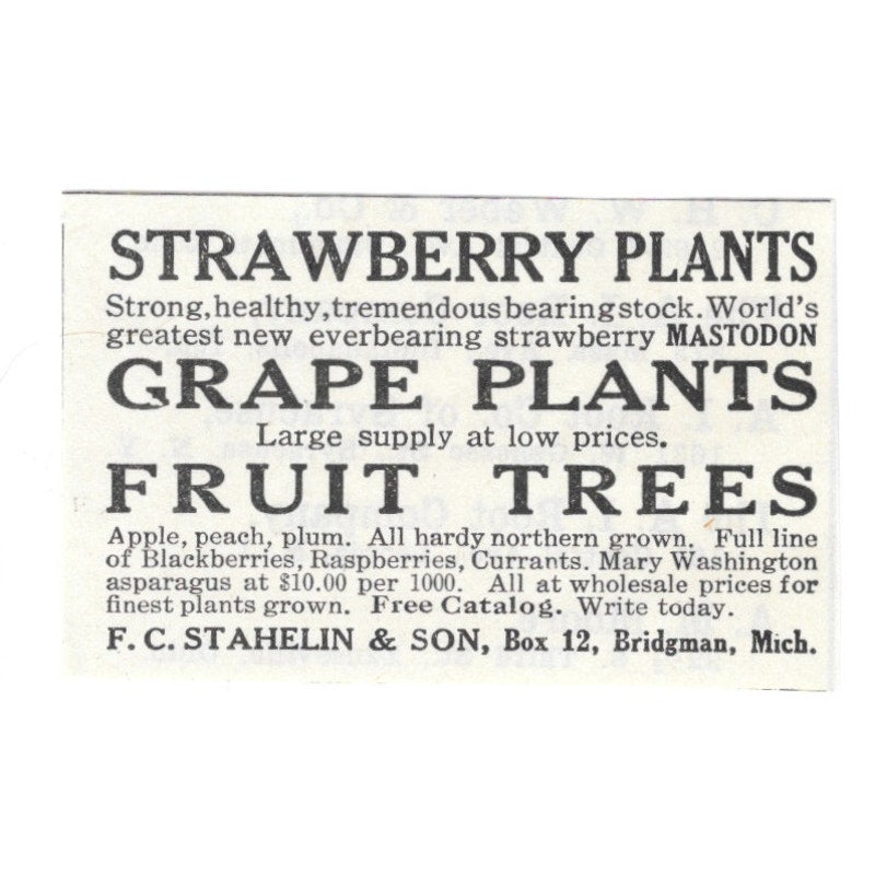 F.C. Stahelin & Sons Strawberry Plants Bridgman Michigan 1926 Ad AG3-S23