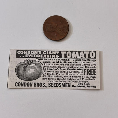Condon Bros., Seedsmen Giant Everbearing Tomato Rockford IL 1936 Ad SAG4-M4