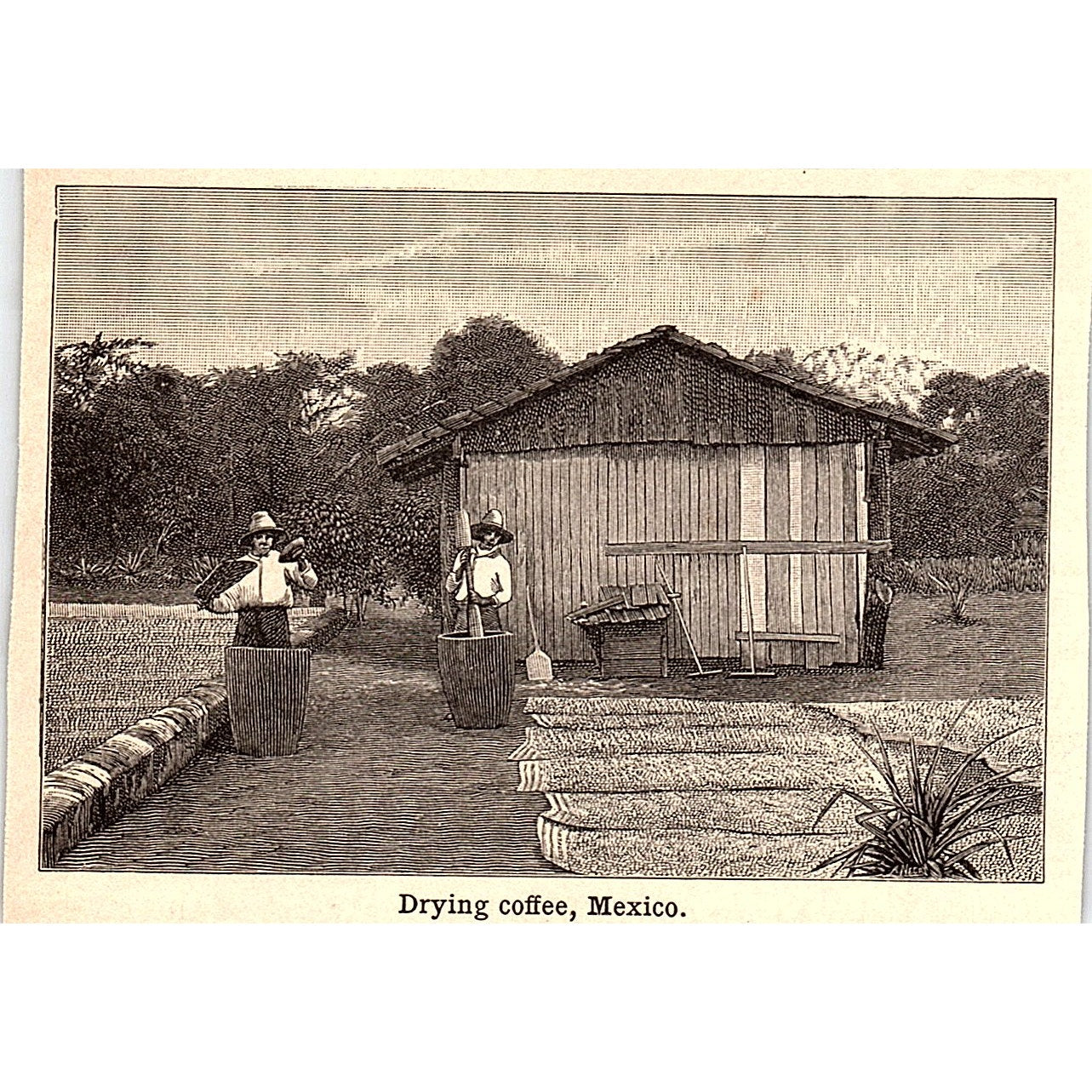 Drying Coffee in Mexico 3x4" 1901 Engraving AF6-M13