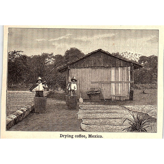 Drying Coffee in Mexico 3x4" 1901 Engraving AF6-M13