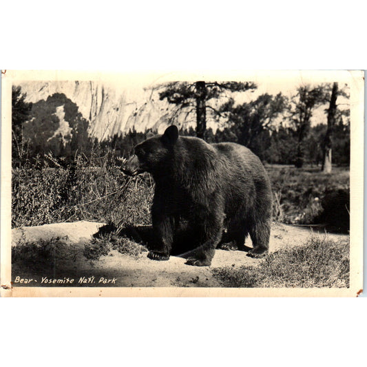 1951 Bear in Yosemite National Park CA Vintage Postcard PD9