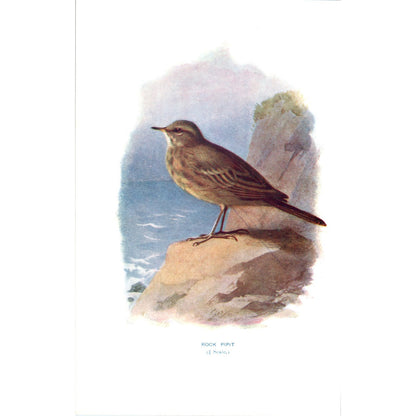 Rock Pipit Bird 1903 Original Color Engraving Plate Print AD8-B2