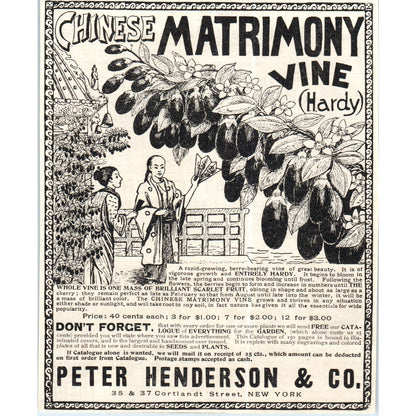 Chinese Matrimony Vine Hardy Peter Henderson & Co NY c1890 Victorian Ad D11