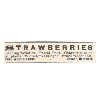 Pine Woods Farm Strawberries Delmar Delaware 1924 Ad AG3-S6