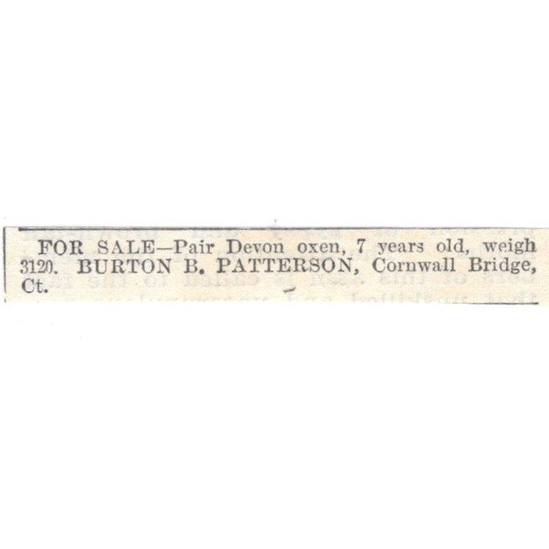 Devon Oxen Burton B. Patterson Cornwall Bridge CT 1905 Magazine Ad AF1-NES2