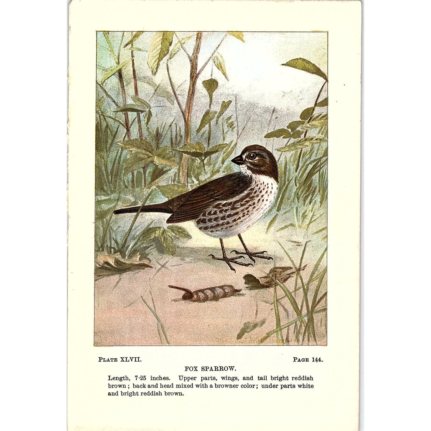 Fox Sparrow Bird 1901 Original Engraving Plate AF3-11