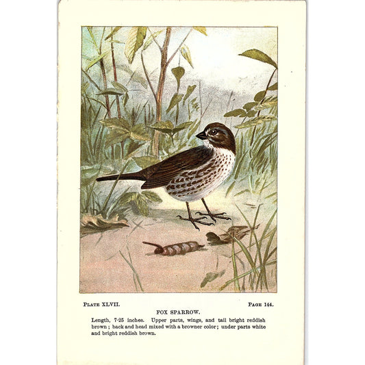 Fox Sparrow Bird 1901 Original Engraving Plate AF3-11