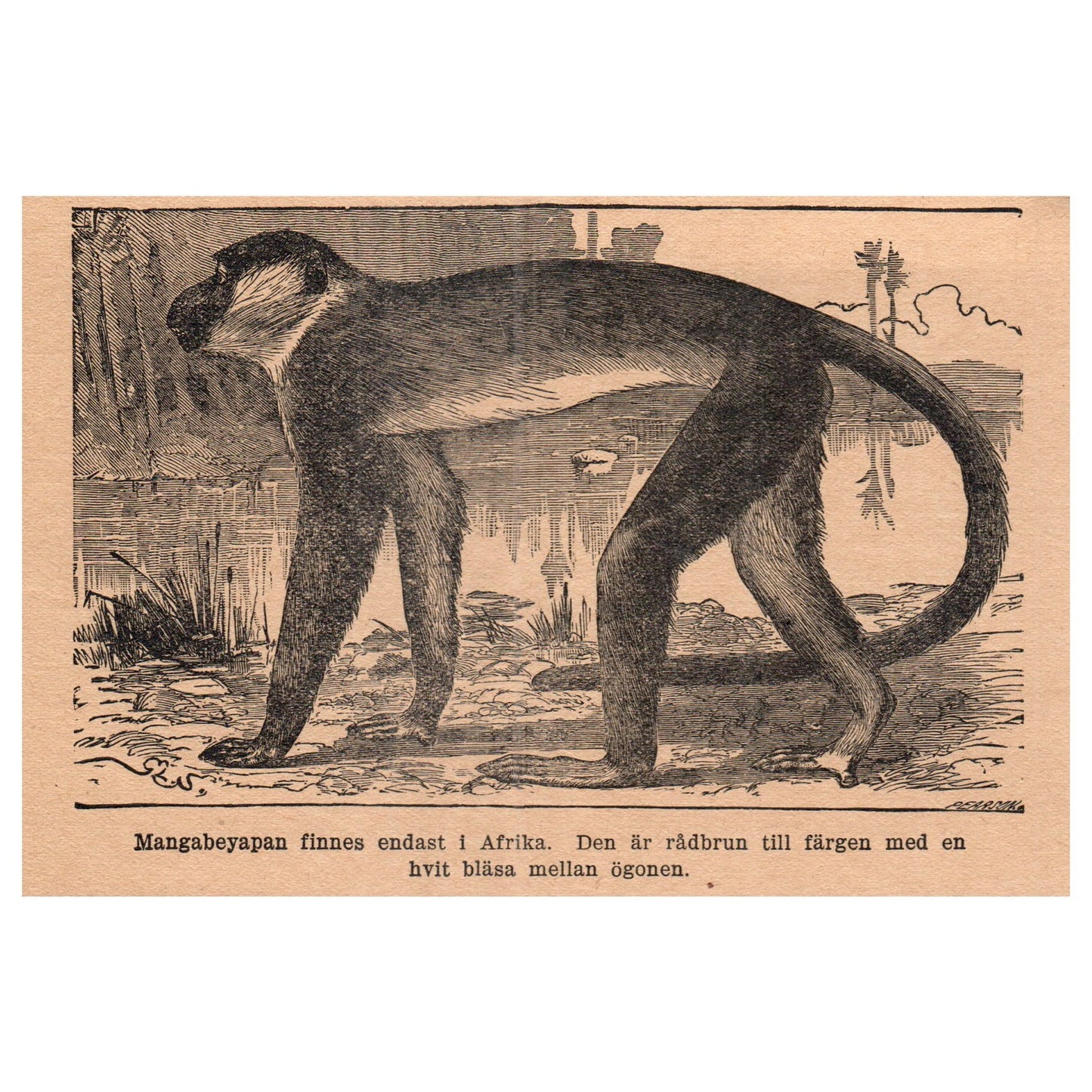 Mangabeyapan Mona Monkey 1909 Swedish Engraving Print AF5-15