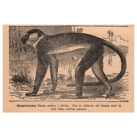 Mangabeyapan Mona Monkey 1909 Swedish Engraving Print AF5-15