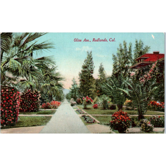 Olive Ave Redlands California Vintage Postcard PD10