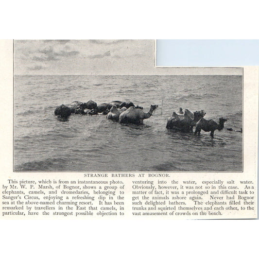 Camels Bathing at Bongor W.P. Marsh 1897 Victorian Photo AE9-TS4