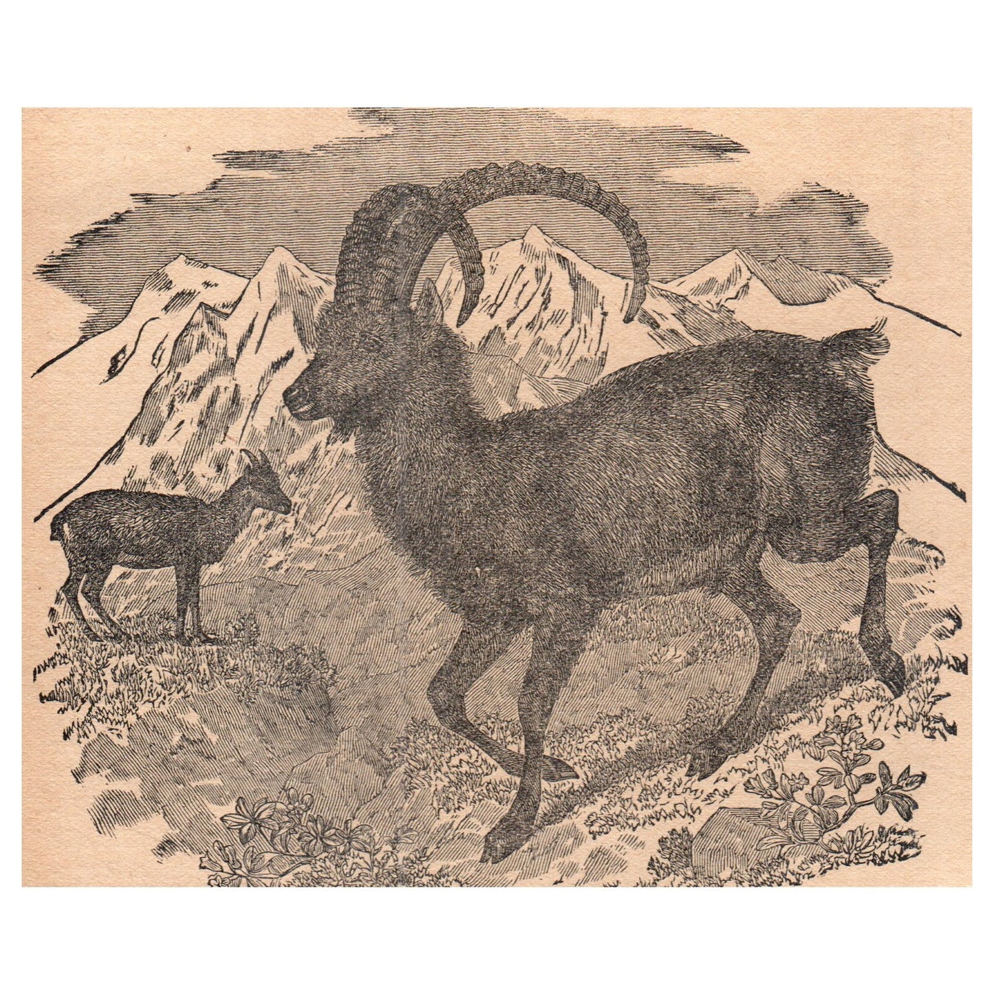 Alpine Ibex 1909 Swedish Engraving Print AF5-15