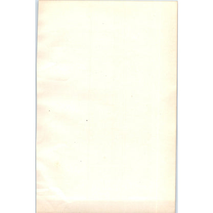 Long-Tailed Tit Bird 1903 Original Color Engraving Plate Print AD8-B2