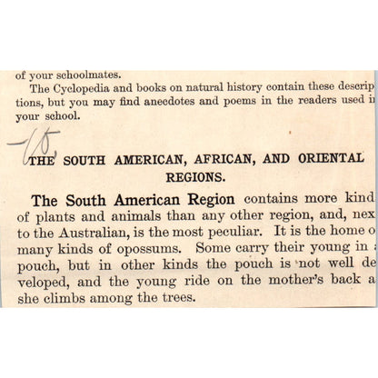 The Giant Cactus 1901 Engraving AF2-P2