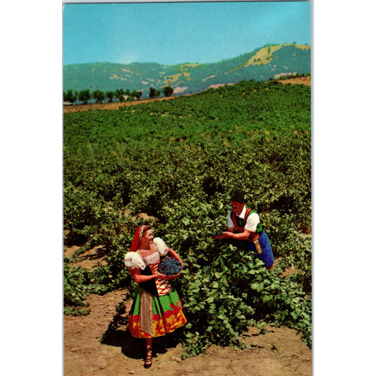 Italian Swiss Colony Vineyard Scene Asti Sonoma County CA Vintage Postcard PD3