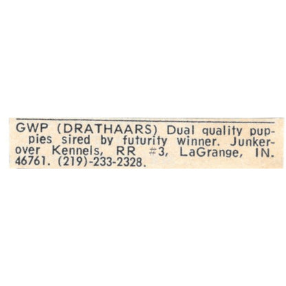 Junkerover Kennels GWP Drahthaars LaGrange Indiana 1977 Ad AF6-S8