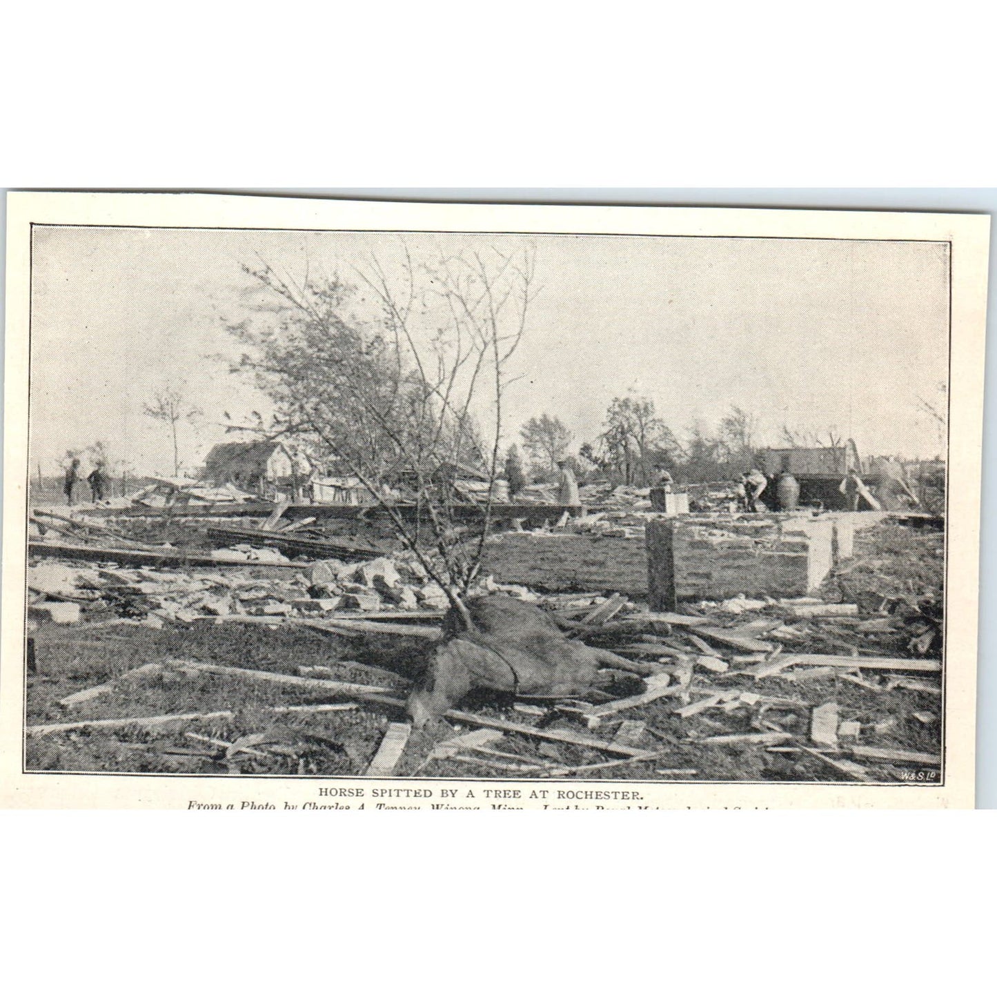 Horse Spitted by a Tree at Rochester MN 1897 Victorian Photo AE9-TS4