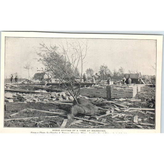 Horse Spitted by a Tree at Rochester MN 1897 Victorian Photo AE9-TS4