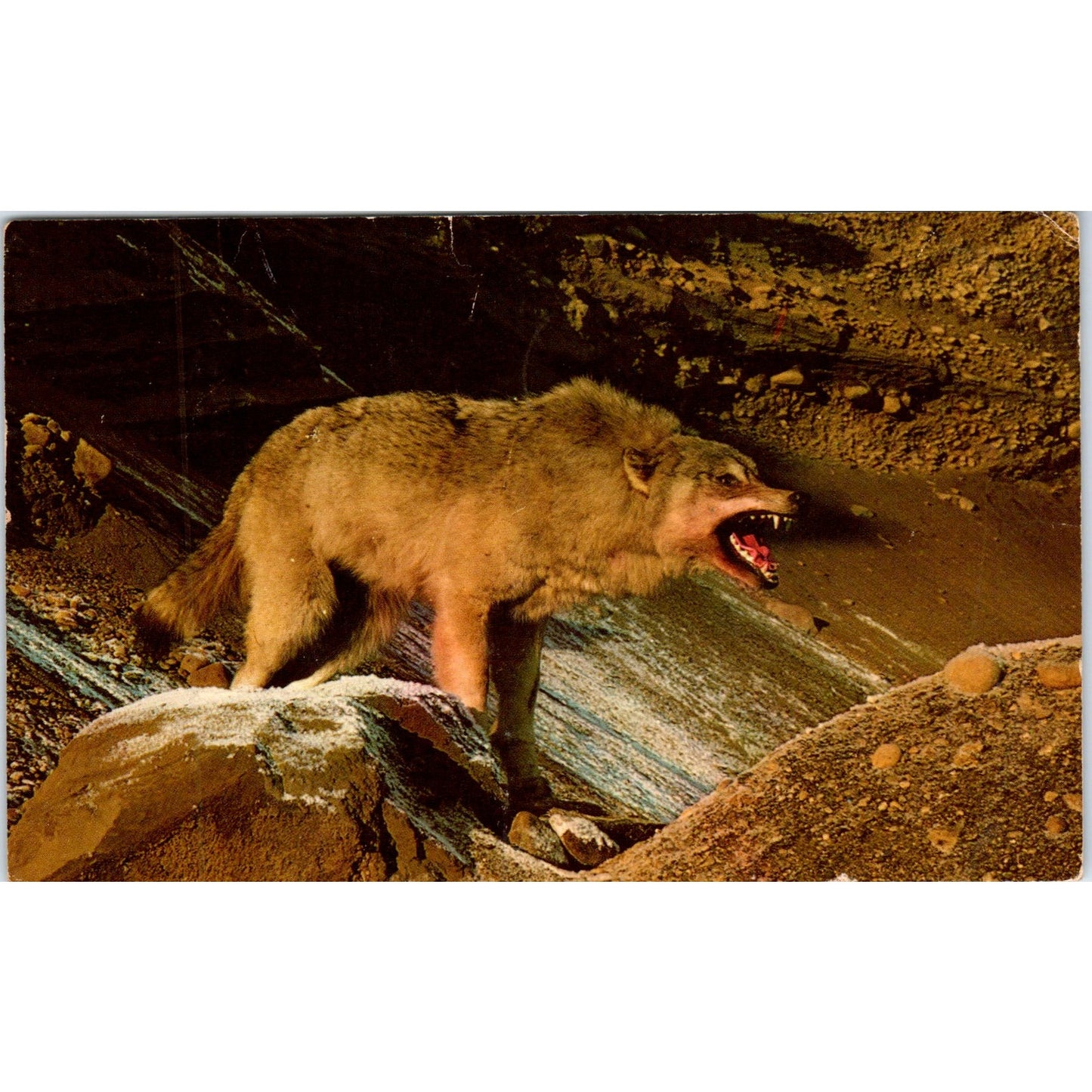 1968 Alaskan Wolf Vintage Original Postcard PD3