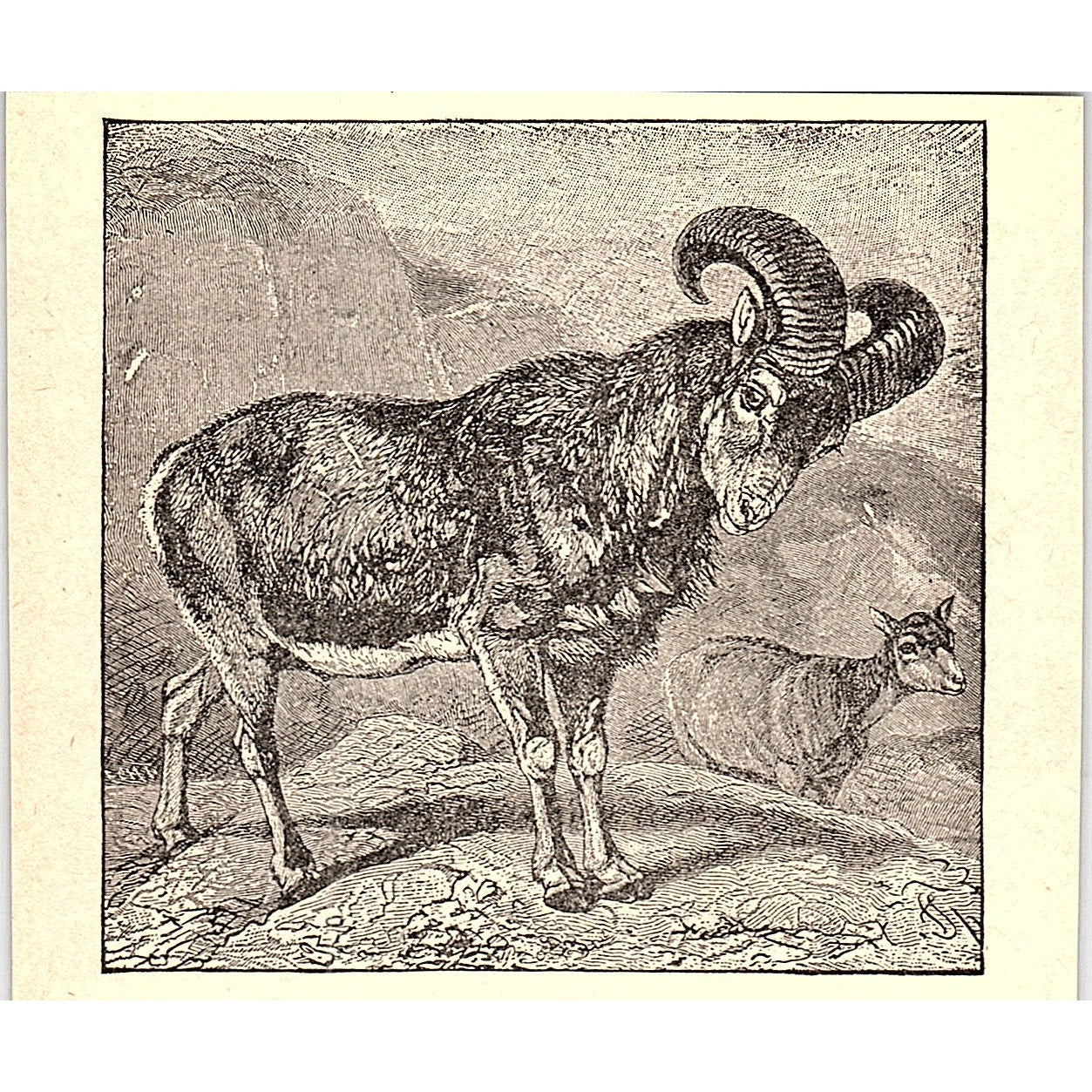 The Mouflon 1902 Engraving Plate AF4-H1