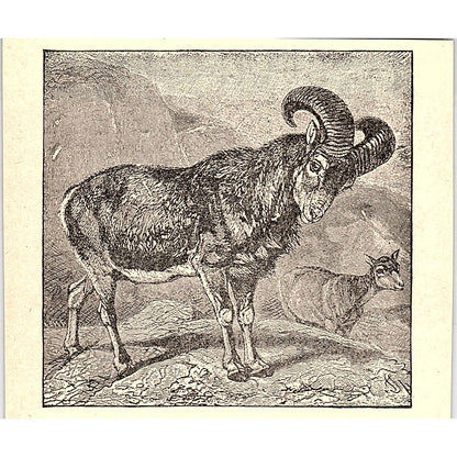 The Mouflon 1902 Engraving Plate AF4-H1